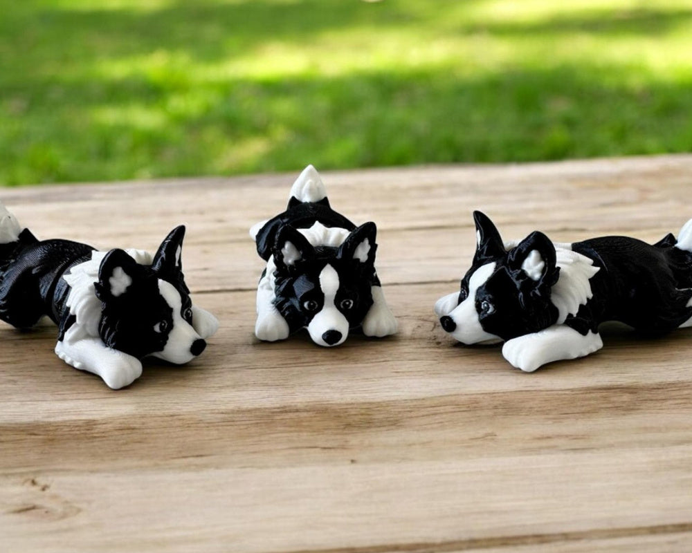 Mini Flexi Border Collie Puppy